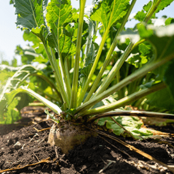 Betteraves-Menhir Api