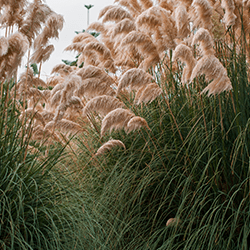 Miscanthus-Menhir Api