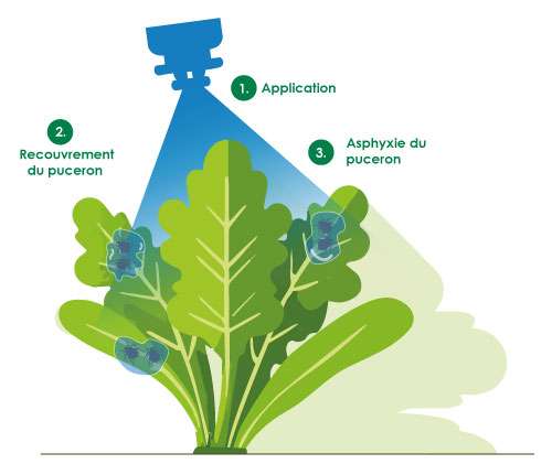 Efficacité de type APHICIDE d'illion