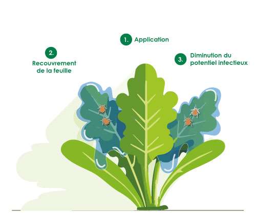 Efficacité de type BARRIÈRE PHYSIQUE d'illion