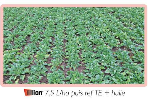 Illion-7,5-L/ha-puis-ref-TE + huile