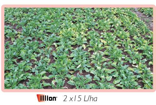 illion-2x15L