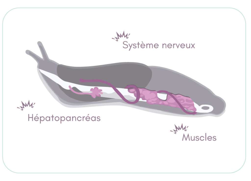 anatomie de la limace